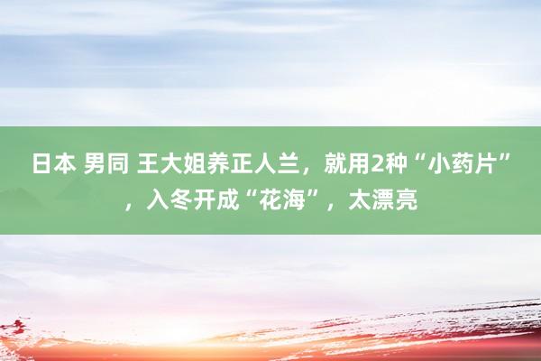 日本 男同 王大姐养正人兰，就用2种“小药片”，入冬开成“花海”，太漂亮